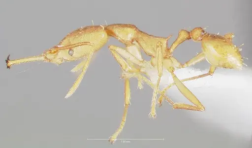 Strumigenys chilo specimen CASENT0005508 image casent0005508_3