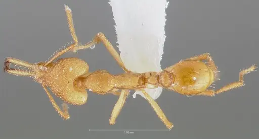 Strumigenys chilo specimen CASENT0005509 image casent0005509_1