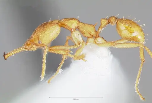 Strumigenys chilo specimen CASENT0005509 image casent0005509_3