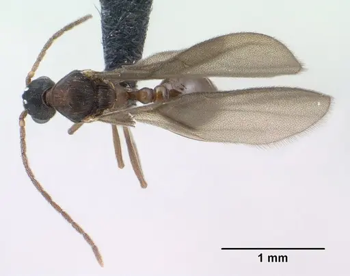 Strumigenys chilo specimen CASENT0145240 image casent0145240_1