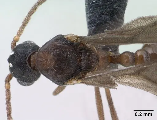 Strumigenys chilo specimen CASENT0145240 image casent0145240_2