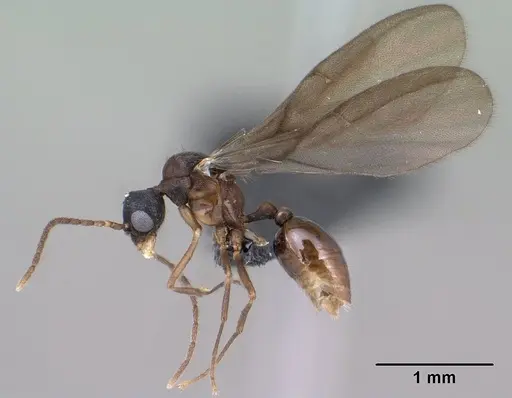 Strumigenys chilo specimen CASENT0145240 image casent0145240_4