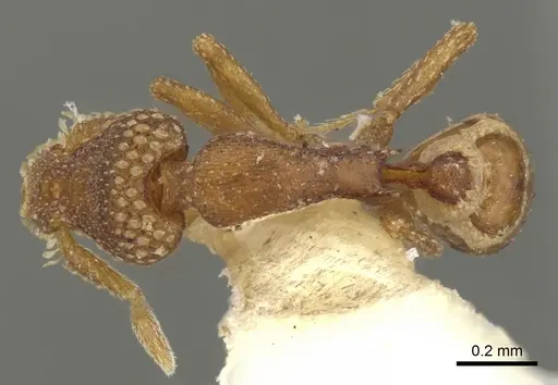 Strumigenys chilo specimen CASENT0900073 image casent0900073_1