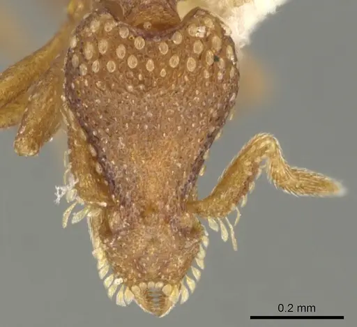 Strumigenys chilo specimen CASENT0900073 image casent0900073_2