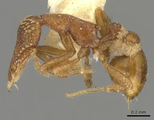 Strumigenys chilo specimen CASENT0900073 image casent0900073_3