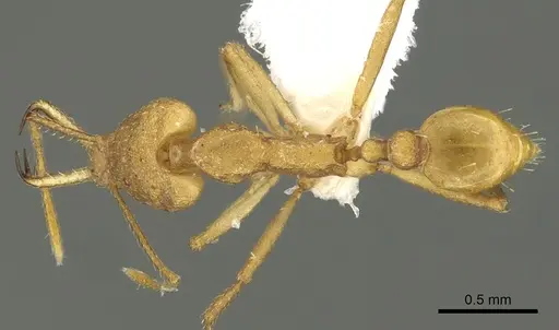 Strumigenys chilo specimen CASENT0900698 image casent0900698_1