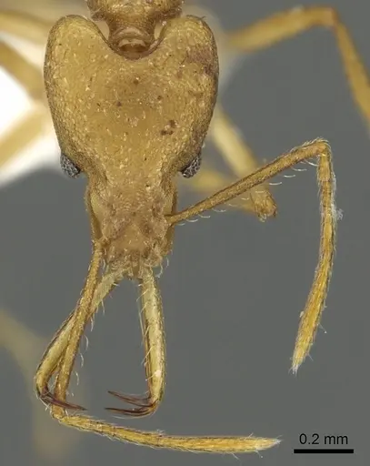 Strumigenys chilo specimen CASENT0900698 image casent0900698_2