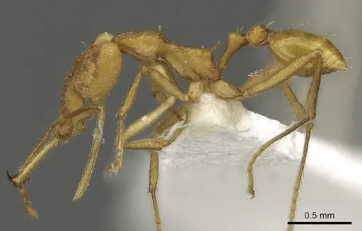 Strumigenys chilo specimen CASENT0900698 image casent0900698_3