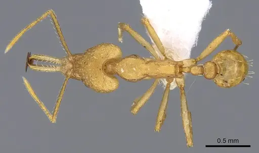 Strumigenys chilo specimen CASENT0914762 image casent0914762_1
