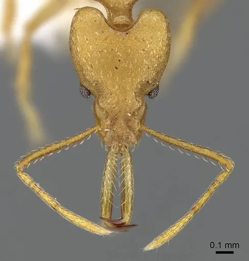 Strumigenys chilo specimen CASENT0914762 image casent0914762_2
