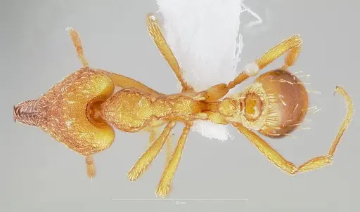 Strumigenys chroa specimen CASENT0005510 image casent0005510_1