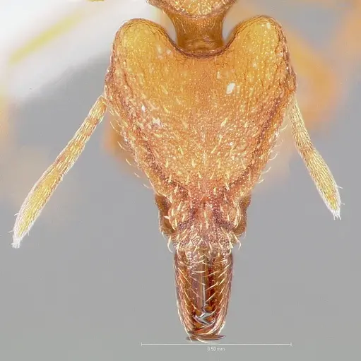Strumigenys chroa specimen CASENT0005510 image casent0005510_2