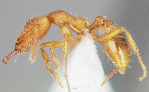 Strumigenys chroa specimen CASENT0005510 image casent0005510_3