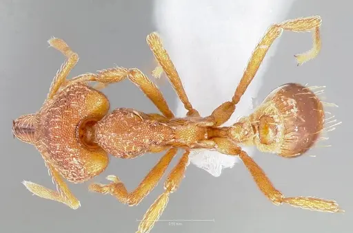 Strumigenys chroa specimen CASENT0005511 image casent0005511_1