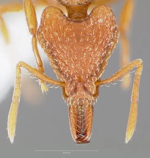Strumigenys chroa specimen CASENT0005511 image casent0005511_2