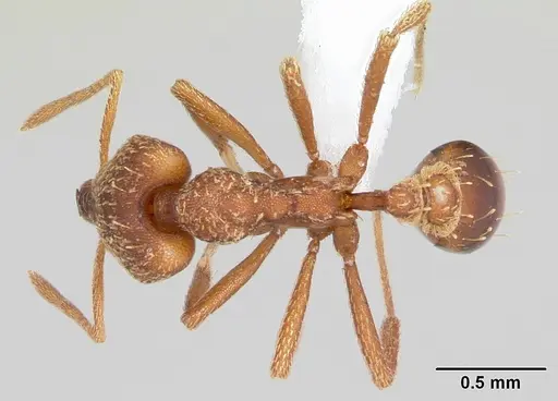 Strumigenys chroa specimen CASENT0436719 image casent0436719_1