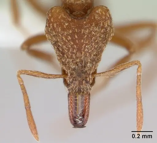 Strumigenys chroa specimen CASENT0436719 image casent0436719_2