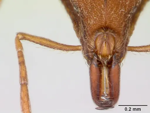 Strumigenys chroa specimen CASENT0436719 image casent0436719_3