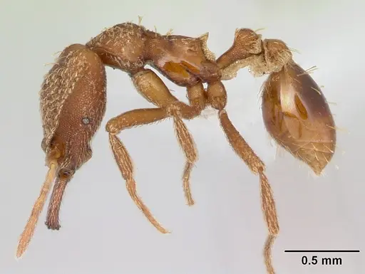 Strumigenys chroa specimen CASENT0436719 image casent0436719_4