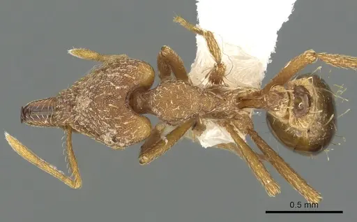 Strumigenys chroa specimen CASENT0900715 image casent0900715_1