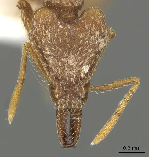 Strumigenys chroa specimen CASENT0900715 image casent0900715_2