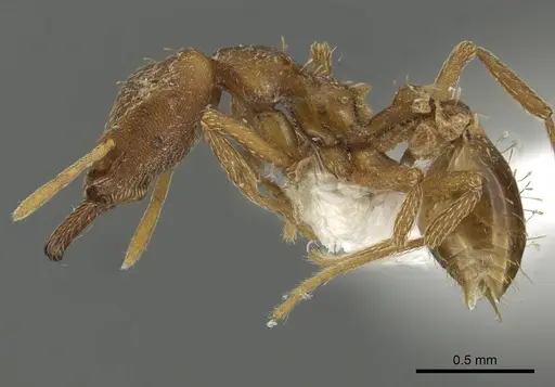 Strumigenys chroa specimen CASENT0900715 image casent0900715_3