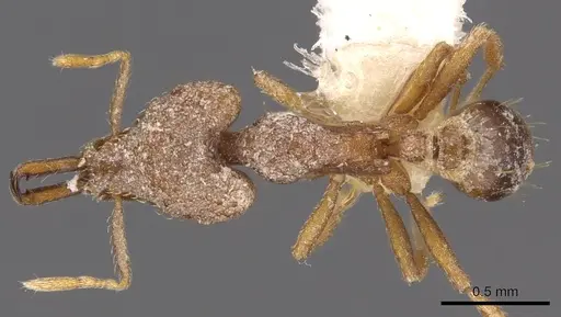 Strumigenys chroa specimen CASENT0900876 image casent0900876_1