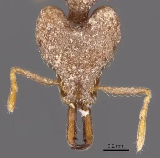 Strumigenys chroa specimen CASENT0900876 image casent0900876_2