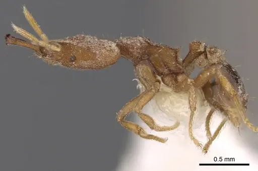 Strumigenys chroa specimen CASENT0900876 image casent0900876_3