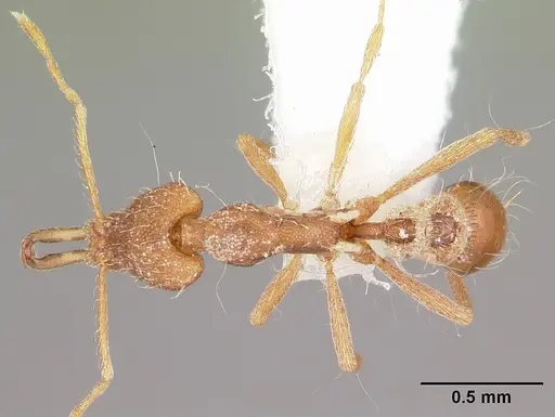 Strumigenys chyzeri specimen CASENT0102659 image casent0102659_1