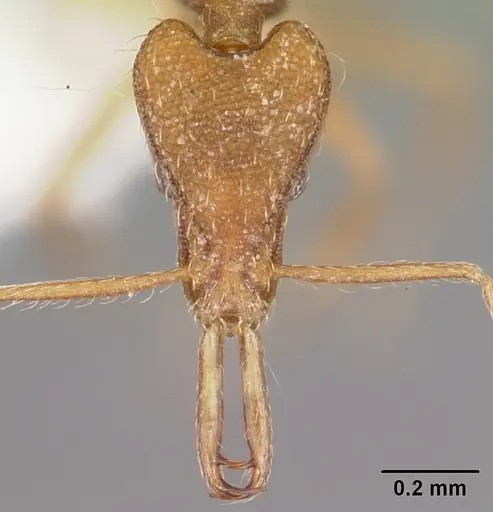 Strumigenys chyzeri specimen CASENT0102659 image casent0102659_2