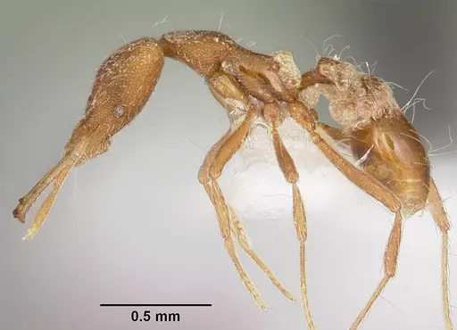 Strumigenys chyzeri specimen CASENT0102659 image casent0102659_3