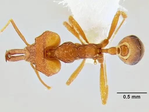 Strumigenys chyzeri specimen CASENT0106249 image casent0106249_1