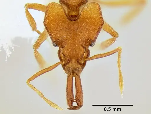Strumigenys chyzeri specimen CASENT0106249 image casent0106249_2