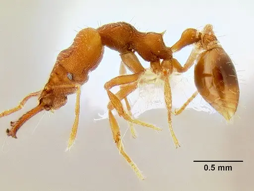 Strumigenys chyzeri specimen CASENT0106249 image casent0106249_3