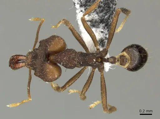 Strumigenys chyzeri specimen CASENT0199705 image casent0199705_1