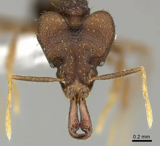 Strumigenys chyzeri specimen CASENT0199705 image casent0199705_2