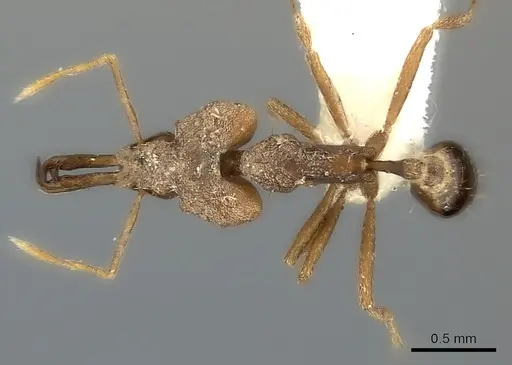 Strumigenys chyzeri specimen CASENT0217947 image casent0217947_1