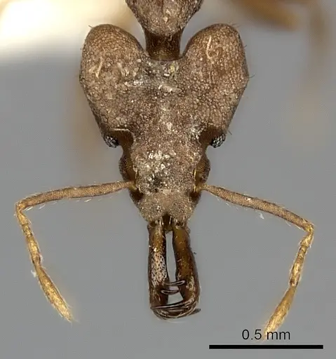 Strumigenys chyzeri specimen CASENT0217947 image casent0217947_2
