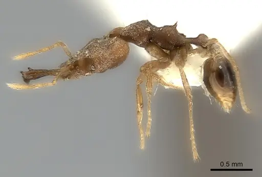Strumigenys chyzeri specimen CASENT0217947 image casent0217947_3
