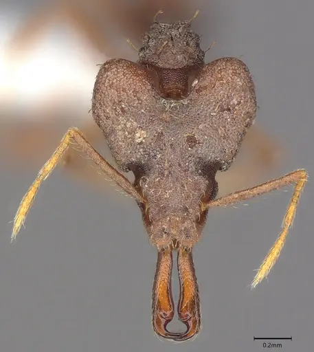 Strumigenys chyzeri specimen CASENT0435067 image casent0435067_1