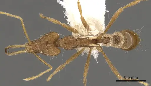 Strumigenys chyzeri specimen CASENT0900807 image casent0900807_1