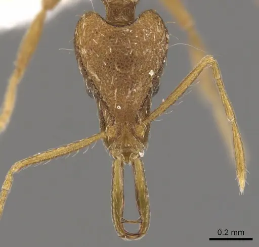 Strumigenys chyzeri specimen CASENT0900807 image casent0900807_2