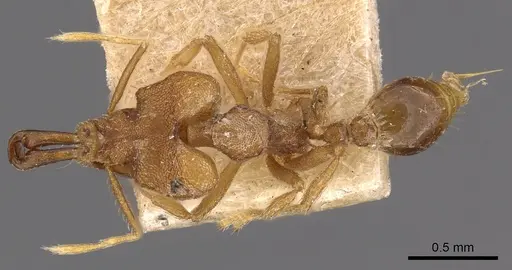 Strumigenys chyzeri specimen CASENT0900867 image casent0900867_1