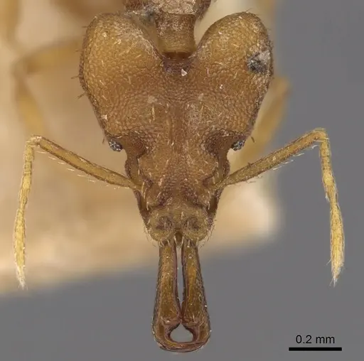 Strumigenys chyzeri specimen CASENT0900867 image casent0900867_2