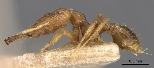 Strumigenys chyzeri specimen CASENT0900867 image casent0900867_3