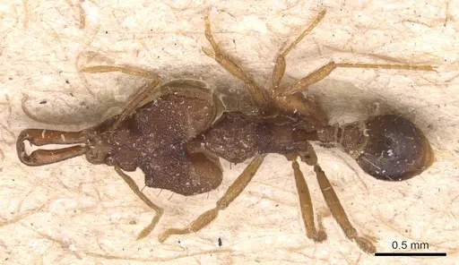 Strumigenys chyzeri specimen CASENT0904941 image casent0904941_1