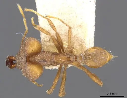 Strumigenys chyzeri specimen CASENT0909305 image casent0909305_1