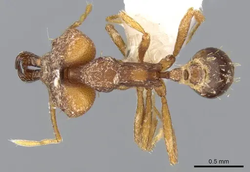 Strumigenys chyzeri specimen CASENT0914788 image casent0914788_1