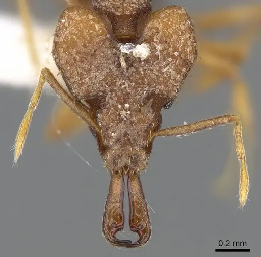 Strumigenys chyzeri specimen CASENT0914788 image casent0914788_2